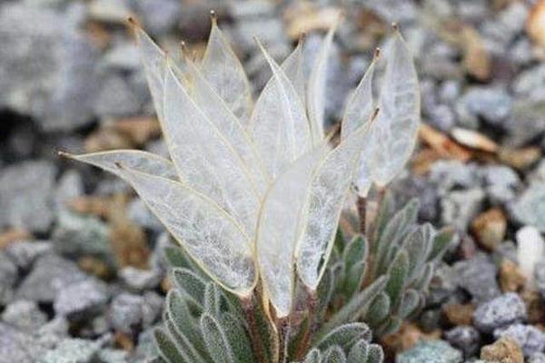 韩非法偷拍猖獗 视频供色情网站直播!_挂机宝零售