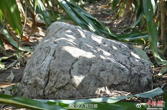 双语教育：母语先行 vs 二语并行，谁又赢了谁？_国内有哪些云服务器的提供商