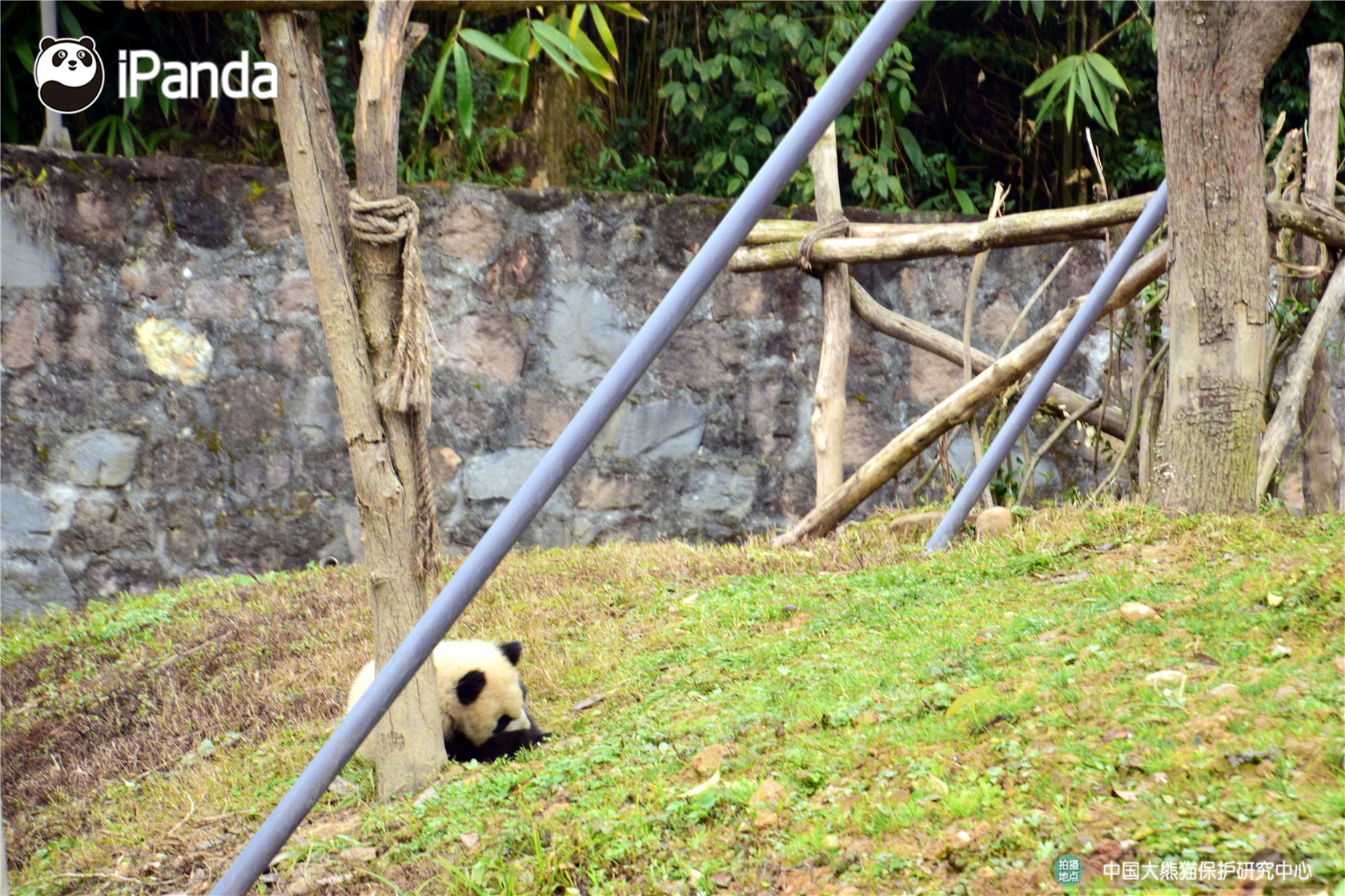 曼联名宿:博格巴总幻想自己世界最佳 需有人敲打他_CN2服务器评测
