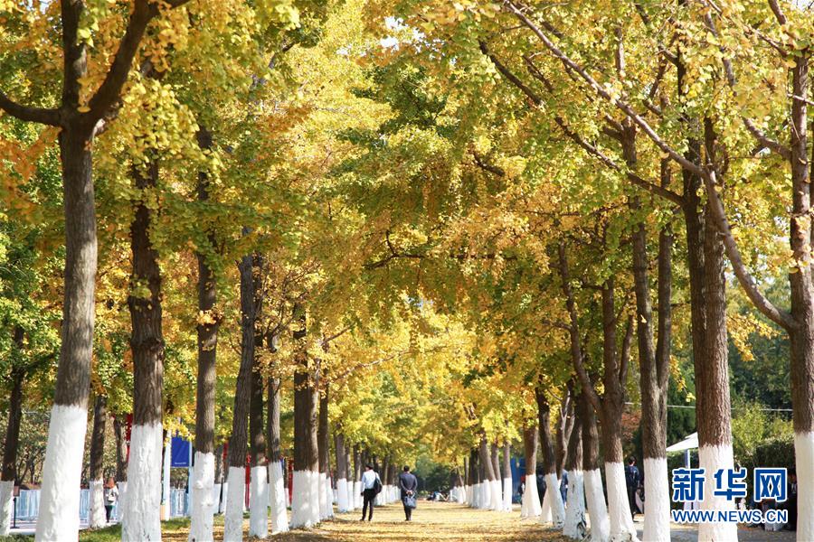 日本新皇后雅子:平民出身 仍在克服“适应障碍”_CN2 GIA线路优势