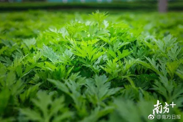 迈阿密世界首个飞行汽车空港即将建成_CN2服务器高并发