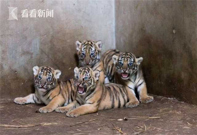 女子欲和同事组队辞职遭放鸽子 对方申请五一加班_挂机宝CN2