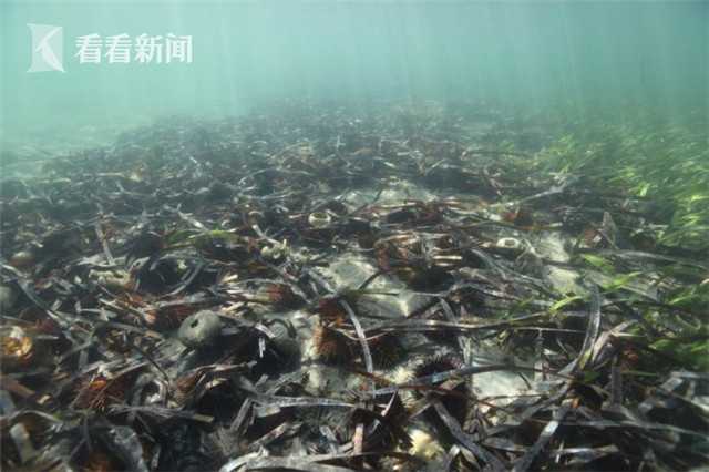 5岁男童从17楼坠亡：事发时爸妈都在家_BGP CN2服务器