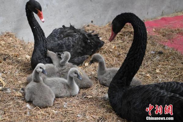 首只科创主题基金易方达科技创新基金配售比例为9.75%_云服务器包年包月