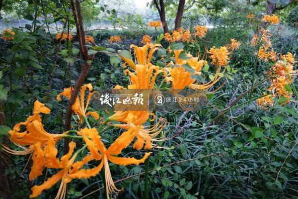 美陆上海军在登陆艇架榴弹炮 我军也在战斗中借鉴过_9929圣何塞VPS