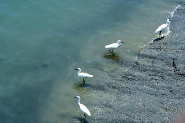 NBA-哈登受伤KD29分勇士2-0火箭_CN2直连服务器