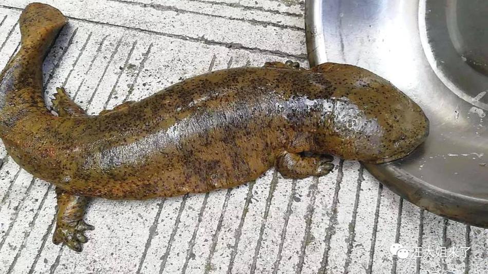 利用网盘传播近10万淫秽视频 百余名群组管理员被抓