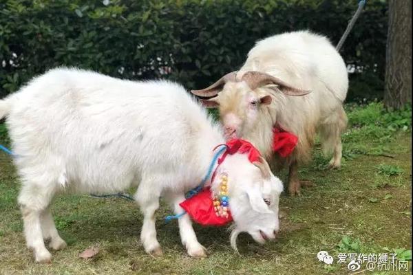 怎样理解文明交流互鉴_青椒云电脑