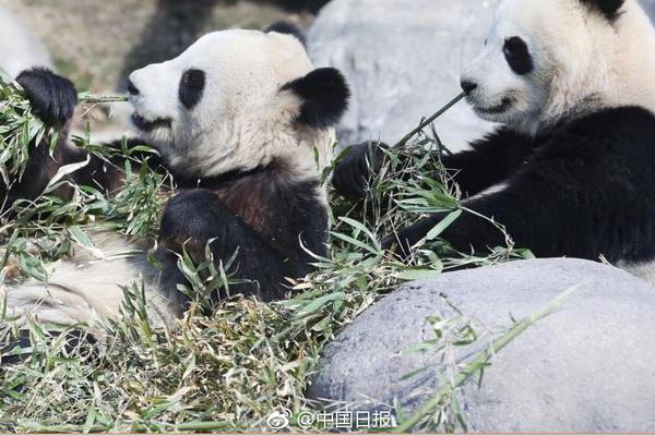 二哈能上屋爬树?没错,因为它的师父是猫咪!_CN2服务器铂金处理器