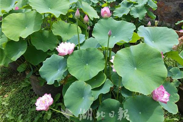 独立鱼：每集4分钟的沙雕剧，每一帧都笑出腹肌