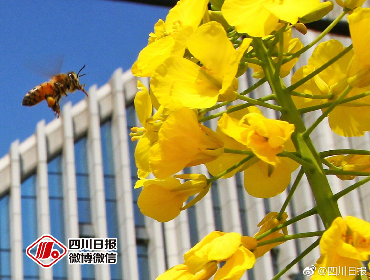 西甲-曝皇马已同热刺真核达口头协议 今夏将赴伯纳乌_商标注册
