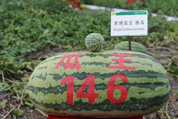 凉山这几起森林火案告破 得知真相后网友坐不住了_9929低延迟VPS