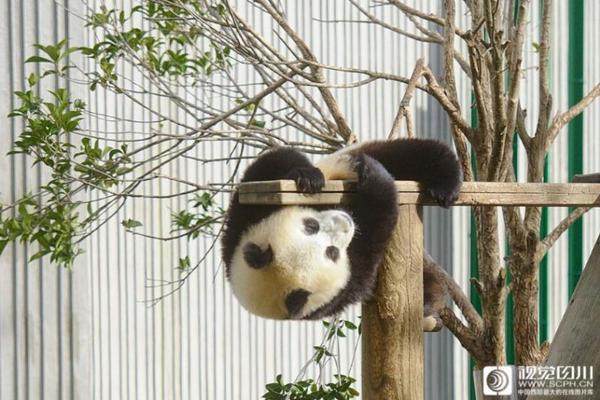 男子买跑步机给两只狗锻炼:白天忙于上班