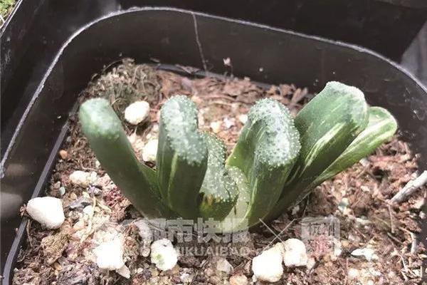 探访100家中国早餐店！又一部吃货必看纪录片_9929好用吗