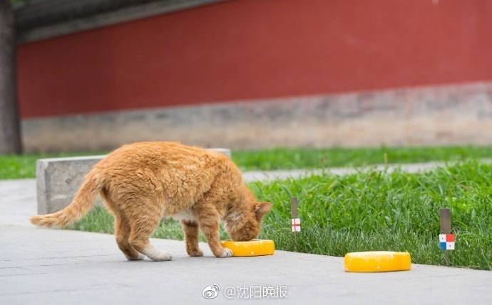 伊拉克用中国02式高射机枪打_云电脑免费试用
