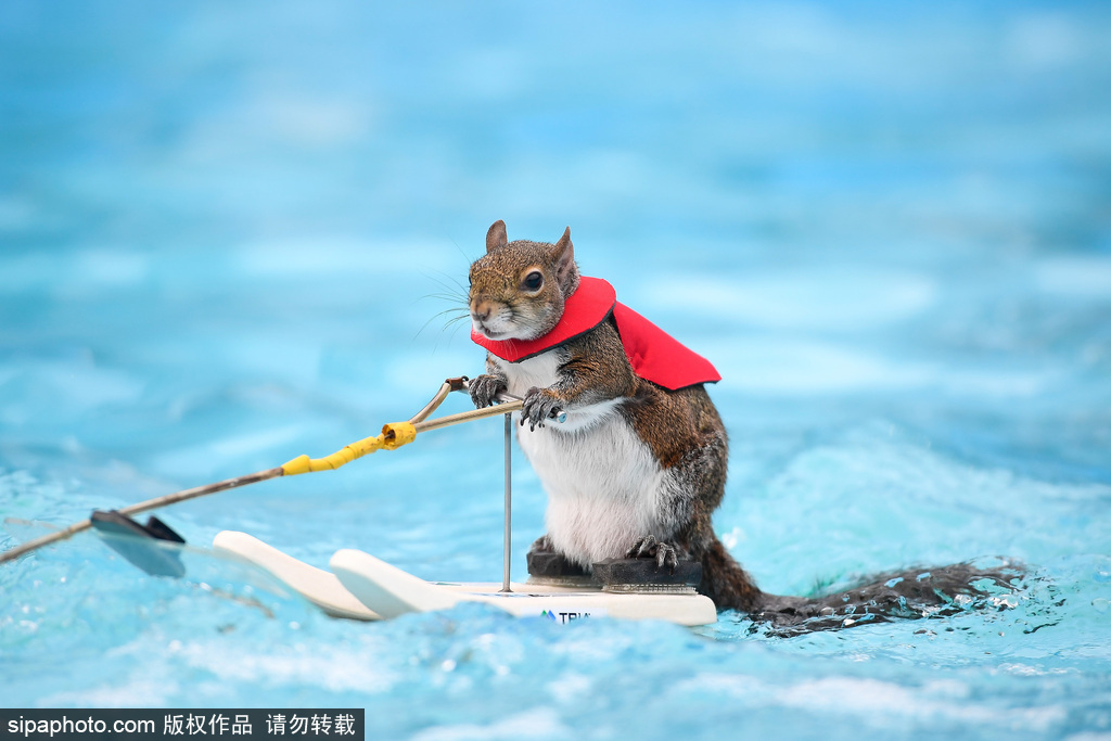 Premiere CC 2018影视剪辑全实战_三网CN2服务器