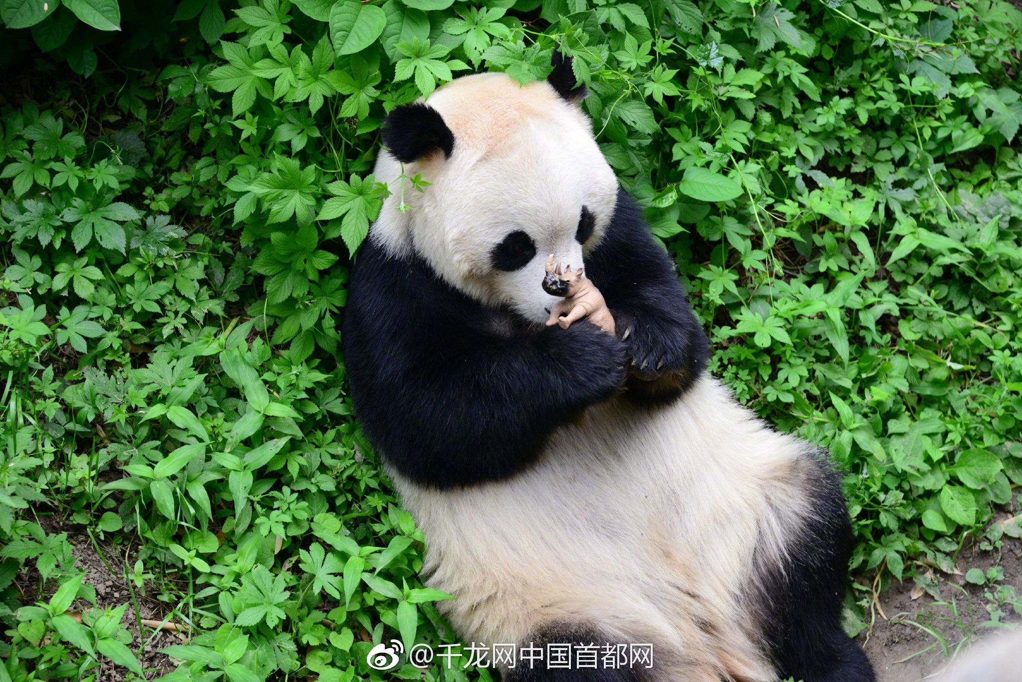 “下一个深圳”？中国买家爆买金边房产_鲲鹏云服务器