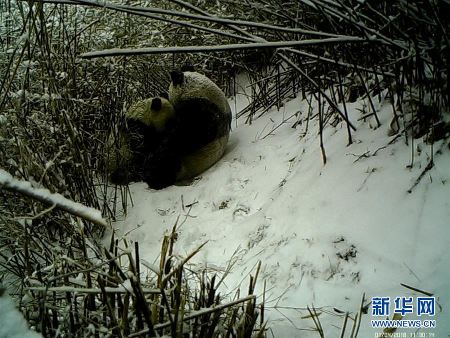 中国举重“福地”创佳绩 奥运备战仍需冷头脑强实力_云服务器20M带宽