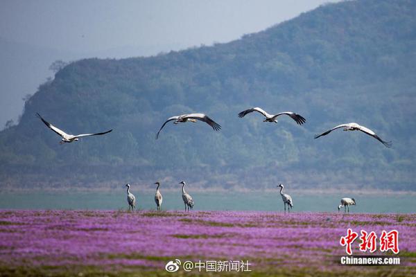 深夜出城大军5小时才开100公里：干粮吃光 尿不湿忘带_连锁店云电脑