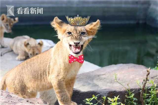 为大场面而生!季后赛才见卡神 新版皮蓬却成猛龙乔丹_香港CN2服务器推荐