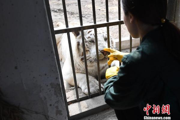 哪里可以开域名店铺_网页域名