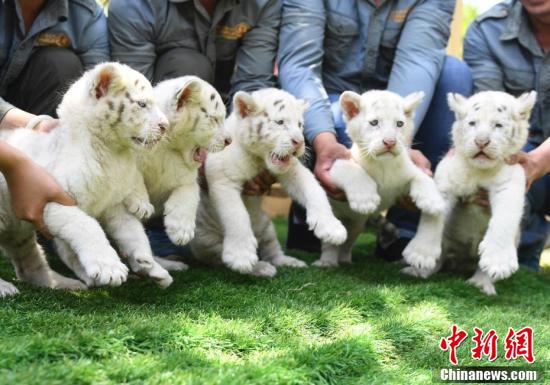 三一重工一季度卖了200亿 挖掘机神话带动行业回暖_云终端