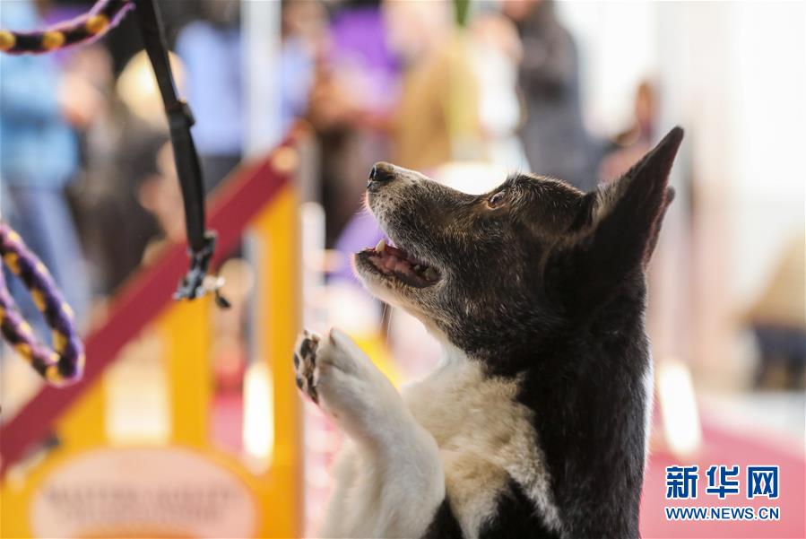 牛街9年中介眼中的好房_挂机宝客服