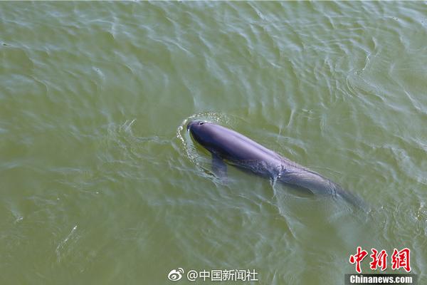 中泰证券陈奇:猪价反转在途 有望进入趋势性上涨阶段_9929容灾备份