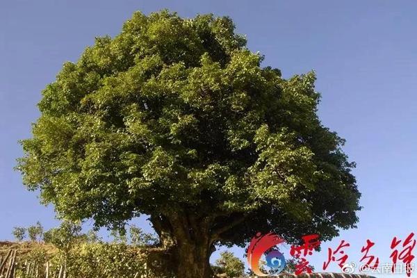压力大吃垃圾食品更易胖_CN2服务器企业应用