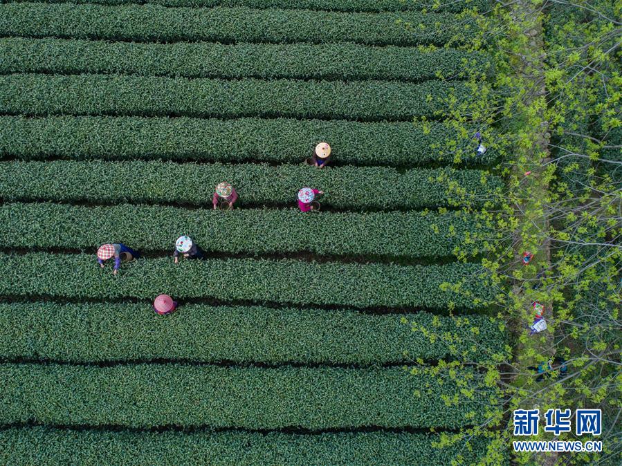 立夏12星座转什么运VS食补开运法_CN2服务器哪家好