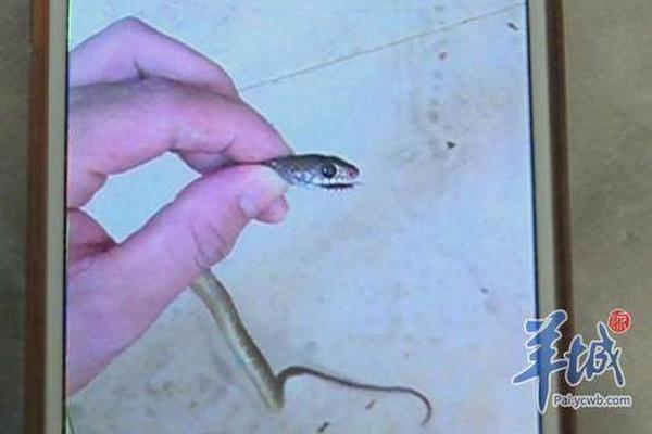 特朗普喊话“一定要赢” 那么美国该如何逐梦5G？_国内vps