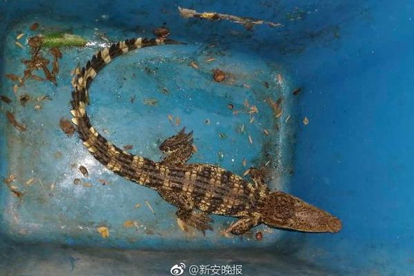 超10亿数据点还原巴黎圣母院_LXC挂机宝