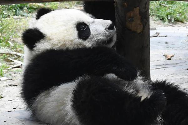 AMD二季度营收指引略优于市场预期 盘后一度涨8%_美国CN2服务器性价比