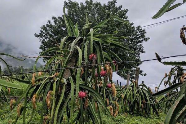 日本新天皇德仁即位后首次讲话..._CN2服务器E5处理器