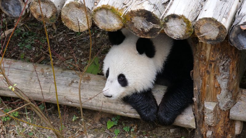 曝《复联》演员片酬 
