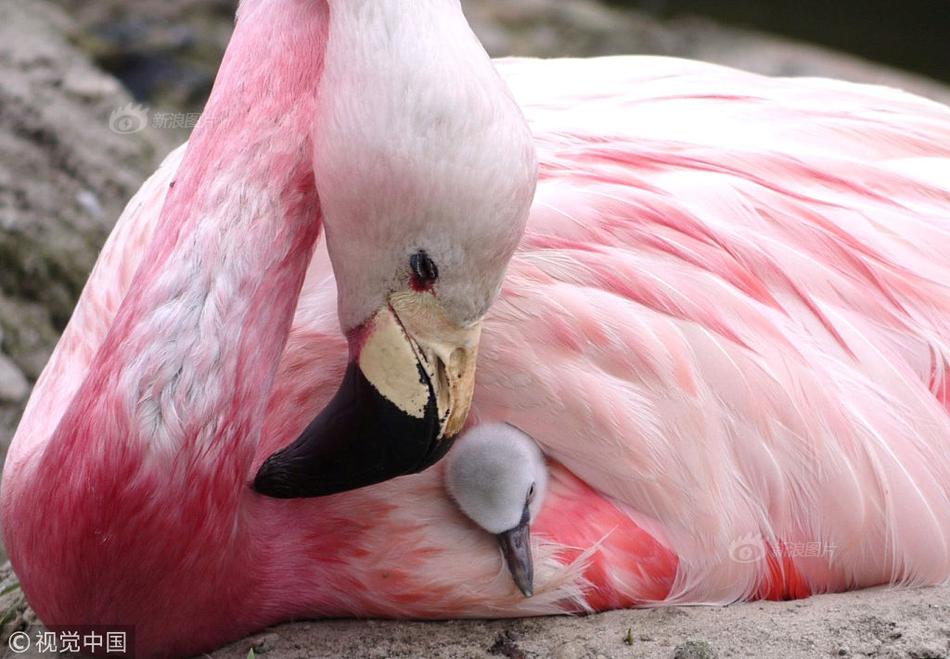 航母奶妈呼伦湖号大型补给舰现身大连，与国产航母首次同框_挂机宝加速器