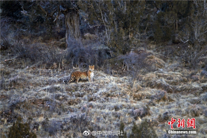 陈意涵：自律才使人别有风韵_挂机宝免实名