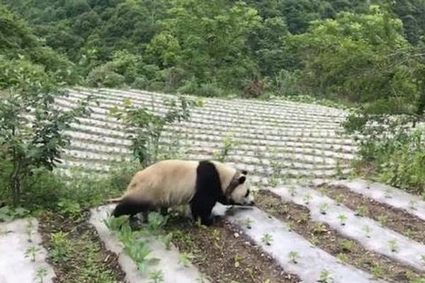 宋茜复古造型优雅恬静_云电脑入门指南