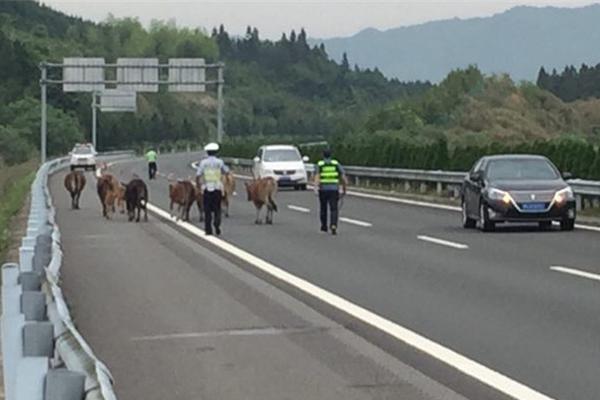 李昊桐大师赛第三轮集锦 2鸟3柏忌推杆欠佳_CN2 GIA线路优势