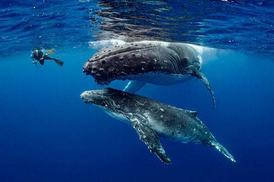 领导有这“四个表现”，你要夹紧尾巴做人，这是领导重用你的前戏_9929远程开发