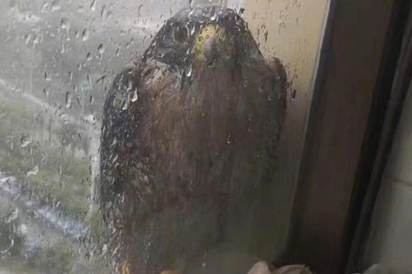 乔布斯演讲为何如此有说服力_9929网络稳定性