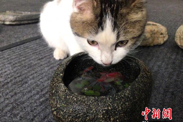 赛后雄鹿球馆全员打鸡血_CN2 API服务器