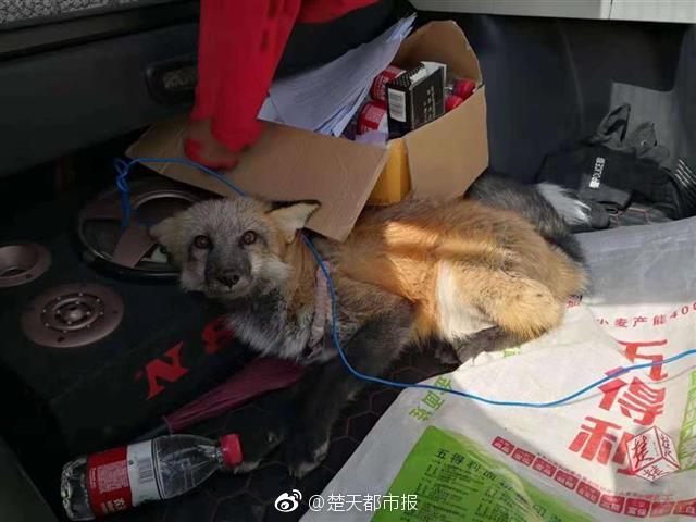 曝湖人已退出浓眉交易_挂机宝客服