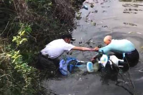 电鳗如何杀死一匹马?_挂机宝美国