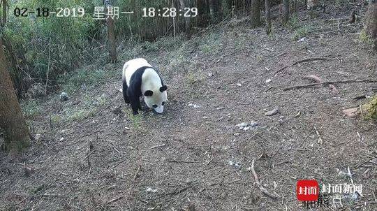 英皇老板杨受成称赞姚晨人美心善_挂机宝开放端口