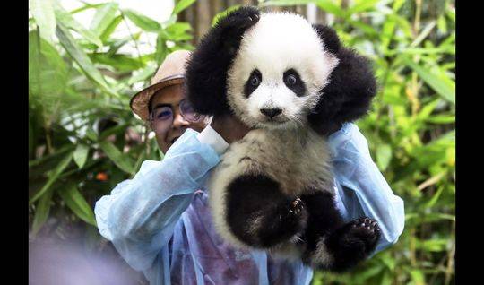 VIP8.5阿郎的故事发哥经典催泪情嘉宾：周润发 张艾嘉 黄坤玄_9929API服务