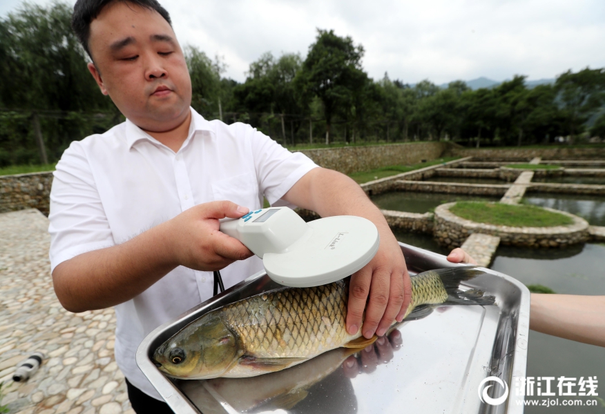电鳗如何杀死一匹马?(图)_独享云服务器