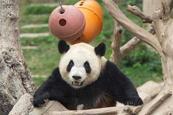 小黄人!比伯穿嘻哈范卫衣十足抢眼_挂机宝月付