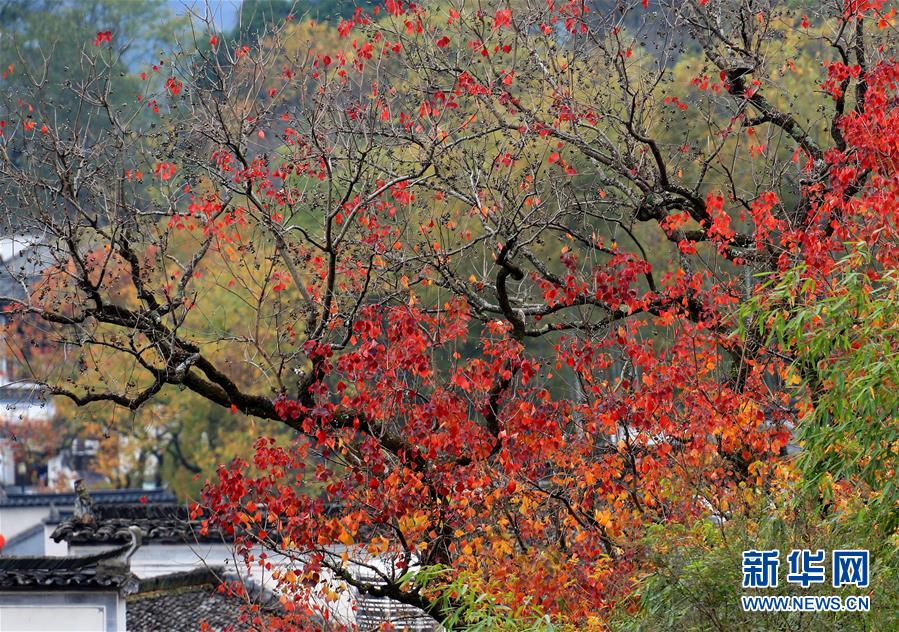 东五环共有产权房公示设计方案 建5-6层低密洋房_CN2服务器不绕路