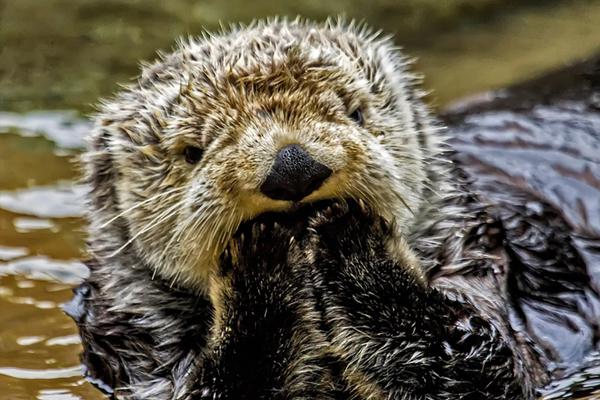疯狂的瑞幸，资本的盛宴_CN2云服务器